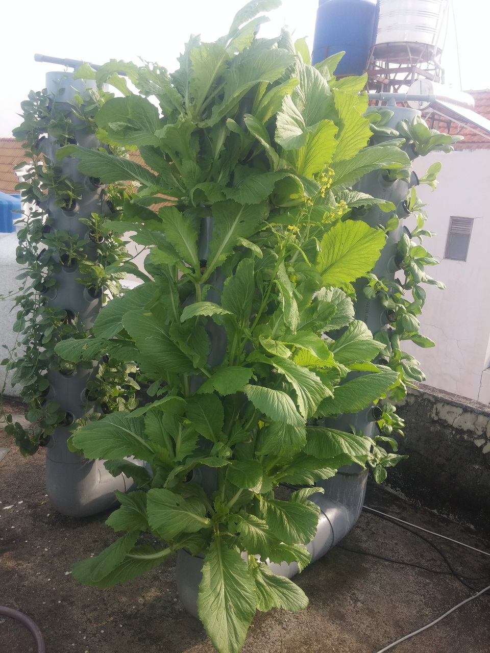 Trồng 10m2 trên sân  thượng, “siêu” nông dân Sài Gòn thu 50kg rau/vụ - 10