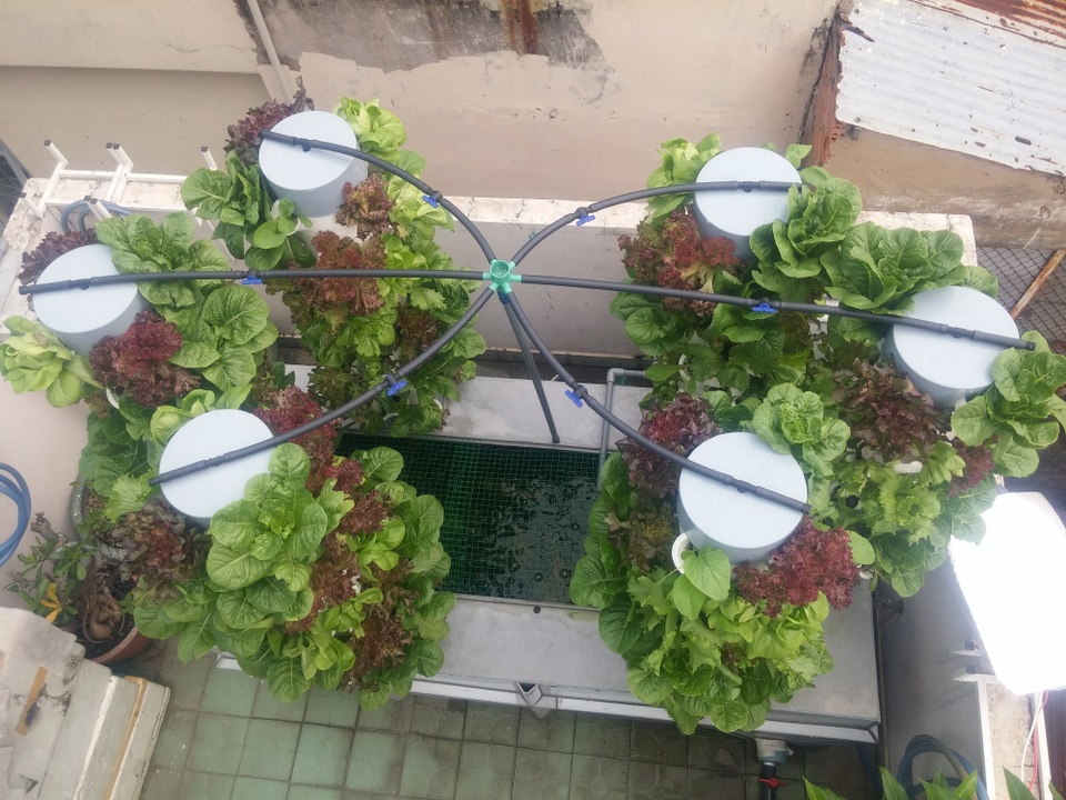 Ban đầu, khi tìm hiểu mô hình này, anh Sơn cho biết gặp rất nhiều khó khăn do giá thành cao và kỹ thuật lắp đặt khá phức tạp. Để giảm giá thành anh Sơn thay các ống trụ từ uPVC thành nhựa PP và chia thành từng đốt để tiện vận chuyển.