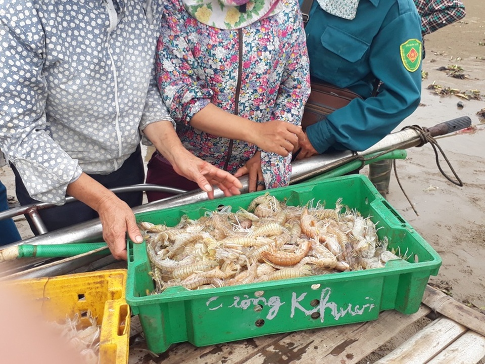 Nhờ con tôm tít, ngư dân thu tiền triệu mỗi ngày