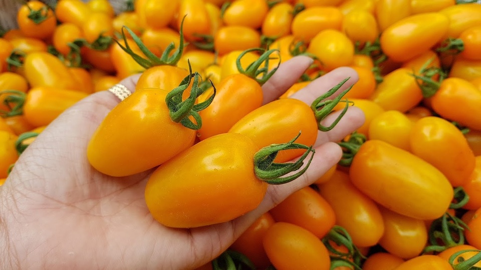 Kiếm trăm triệu mỗi tháng nhờ độc chiêu trồng cà chua từ... trứng gà và sữa - 4 Hiện cà chua trứng sữa được chị Thủy bán với giá 100.000 đồng/kg. Ảnh: Xuân Thủy