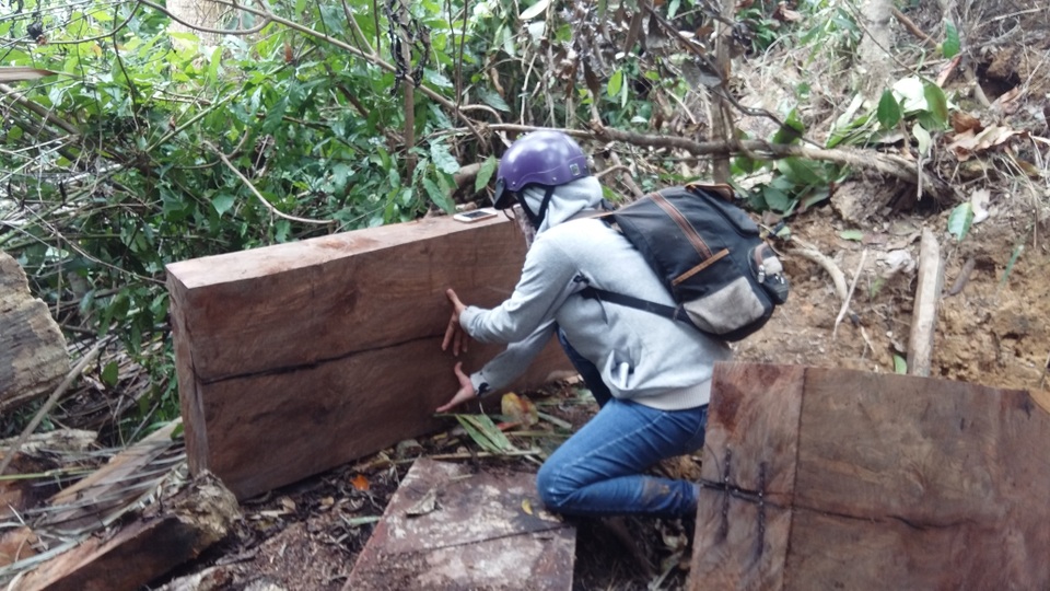 Hiện trường vụ phá rừng tại huyện MĐrắk