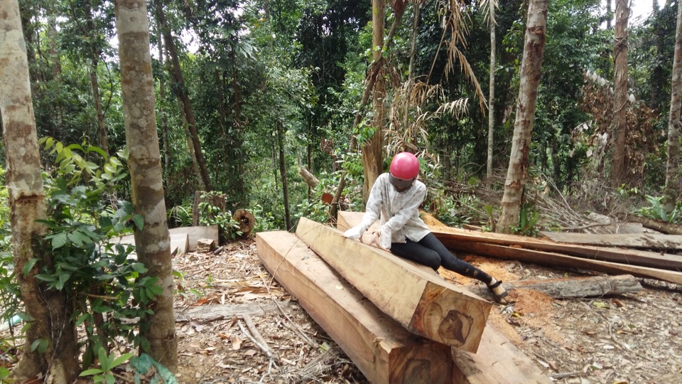 
Nhiều khúc gỗ lớn được xẻ vuông vức chờ đưa ra khỏi rừng
