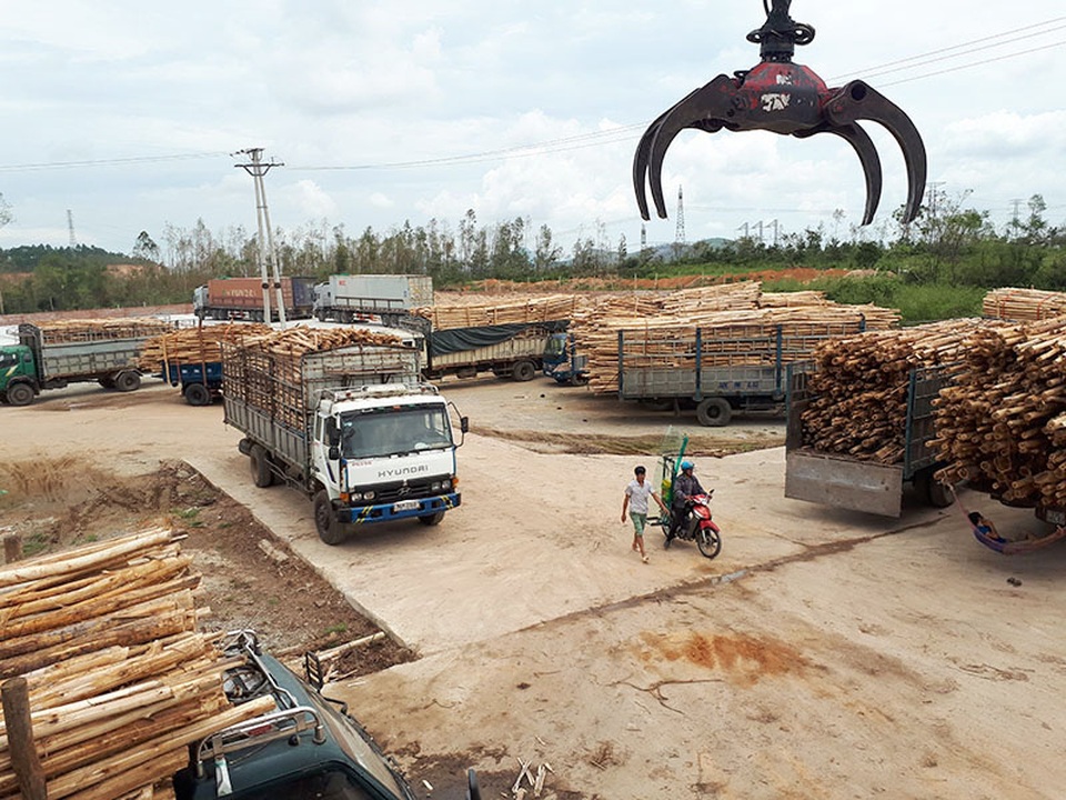 Hàng trăm xe tải chất đầy keo tràm vạ vật chờ "xả" hàng sau bão - 4
Bãi chứa của công ty chật cứng xe ra vào xả hàng.