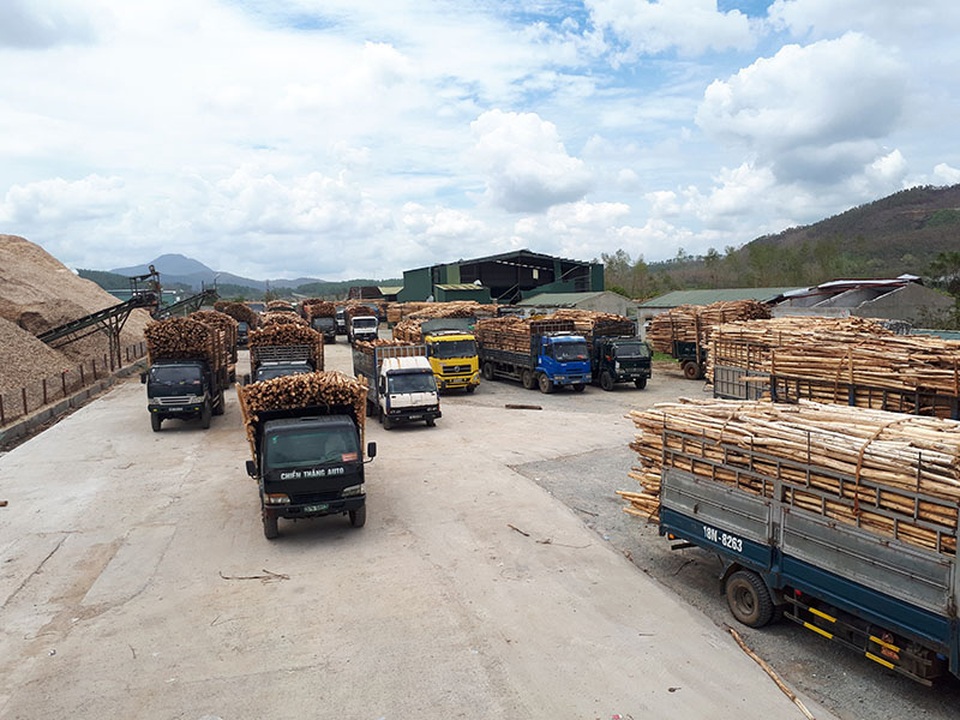 Hàng trăm xe tải chất đầy keo tràm vạ vật chờ "xả" hàng sau bão - 2
Trong khi đó, bên ngoài cổng, một lượng lớn xe tải cũng đang dừng đậu chờ tới lượt.