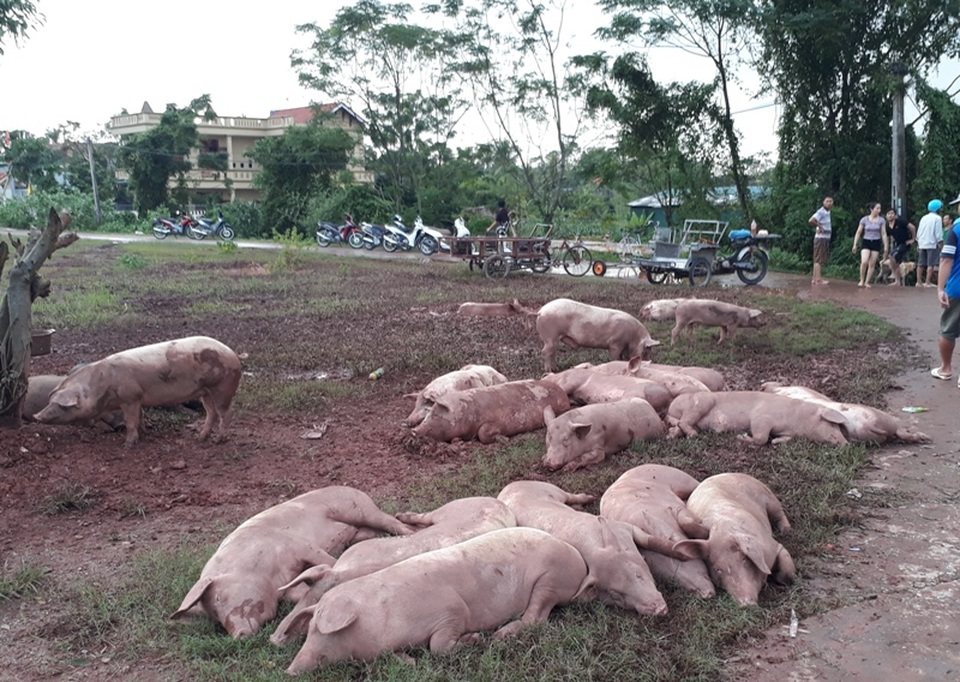 Nước lũ dâng ngang mái nhà, lút đến cổ người dân - 2
Nhiều gia súc bị chết vì nước lũ