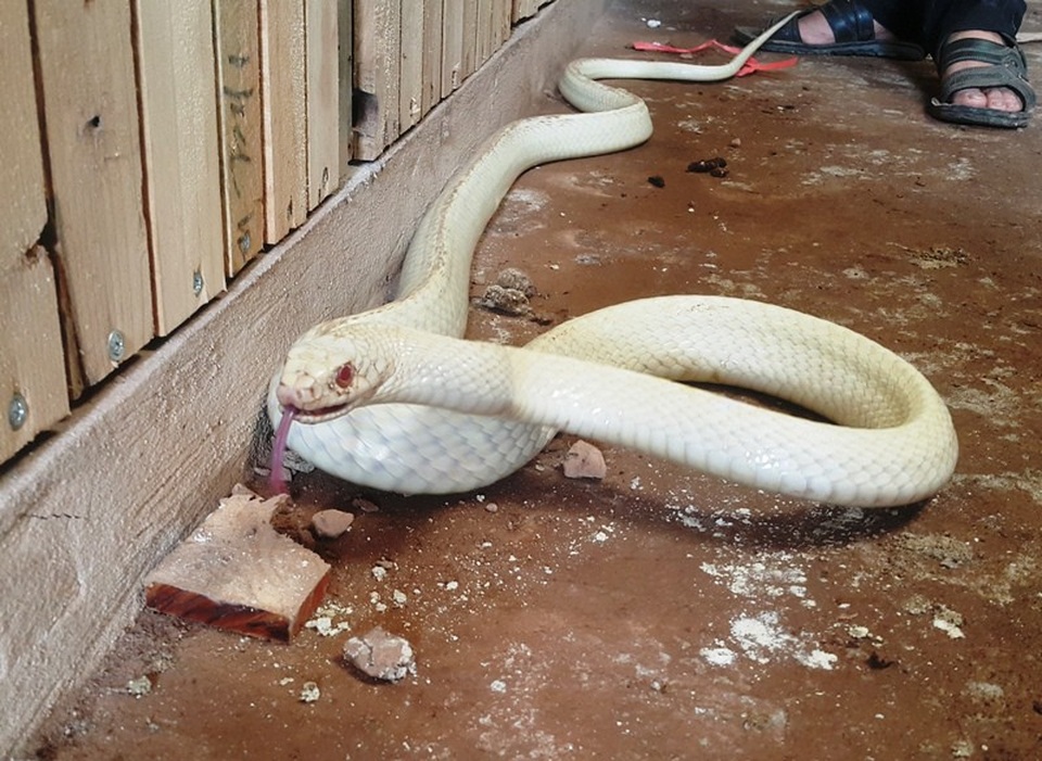 The albino dragon snake at Mr. Diep's family weighs more than 2kg, is over 2m long, has blue eyes, and a bright red tongue.