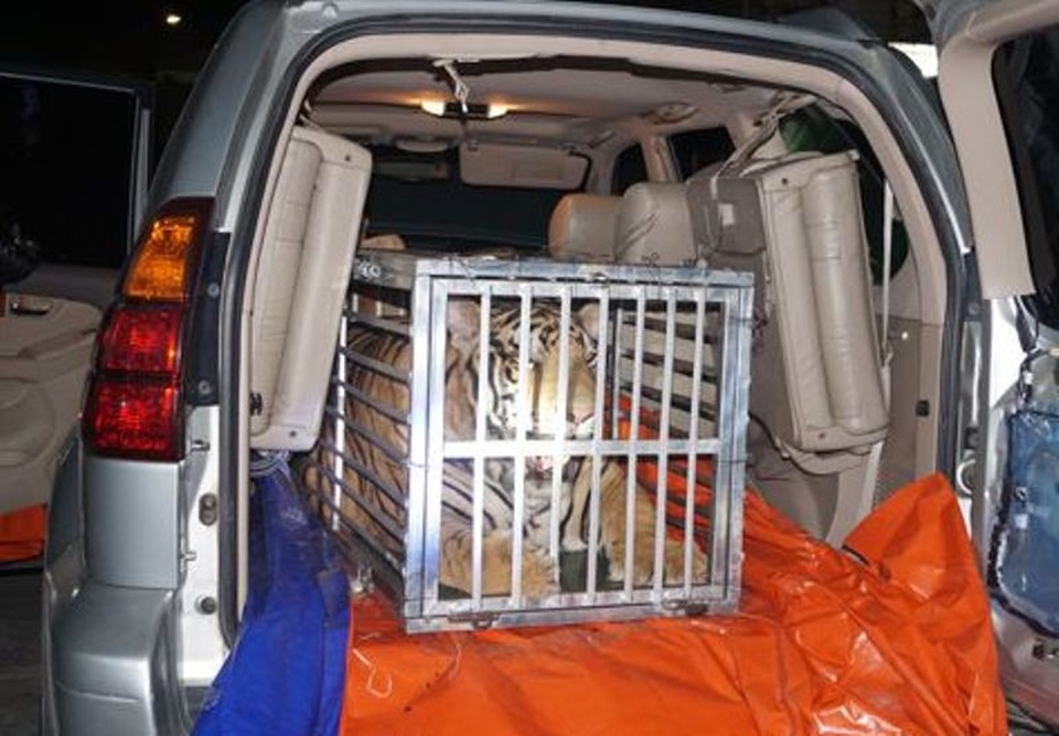 Vận chuyển hổ bằng xế hộp