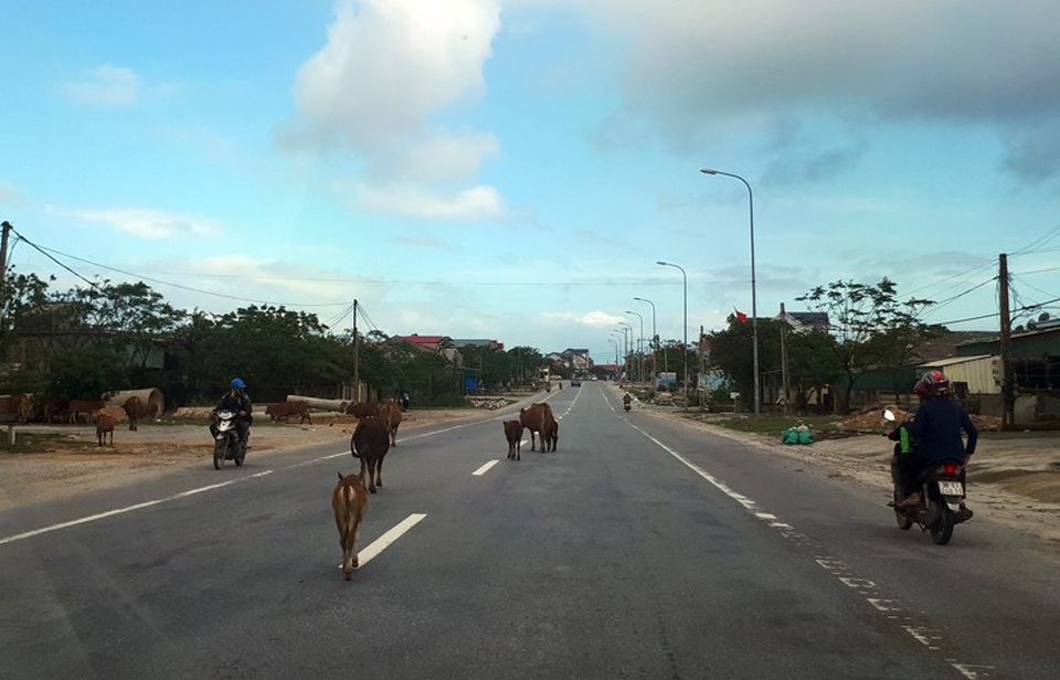 Xử lí vấn nạn bò thả rông: Chỉ thị của lãnh đạo tỉnh chưa đủ mạnh? - 2 Cả đàn bò nghênh ngang trên QL1A địa phận thị xã Kỳ Anh, chiều 14/11.