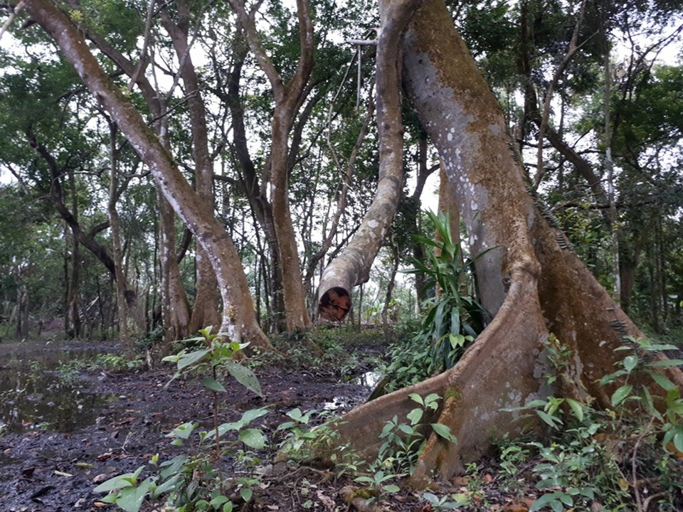 Cận cảnh “rừng” si cổ độc đáo được lưu giữ trong ngôi đền linh thiêng - 3 Có những gốc được xếp vào hàng cổ thụ, 3 người ôm không xuể.