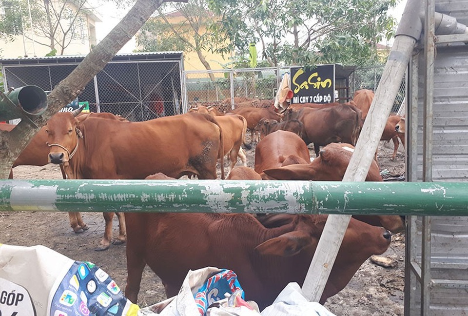 UBND phường Nguyễn Du đã phải rào tạm một góc trụ sở để nhốt đàn bò thả rông.