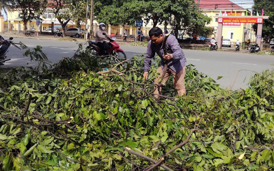 Sau bão, người dân thành Vinh “được mùa” củi - 6 Chặt những cành có thể lấy được để làm củi mang về phơi khô.