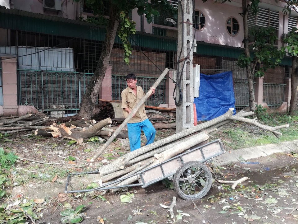 Sau bão, người dân thành Vinh “được mùa” củi - 9 Sau bão, người dân thành Vinh “được mùa” củi - 9