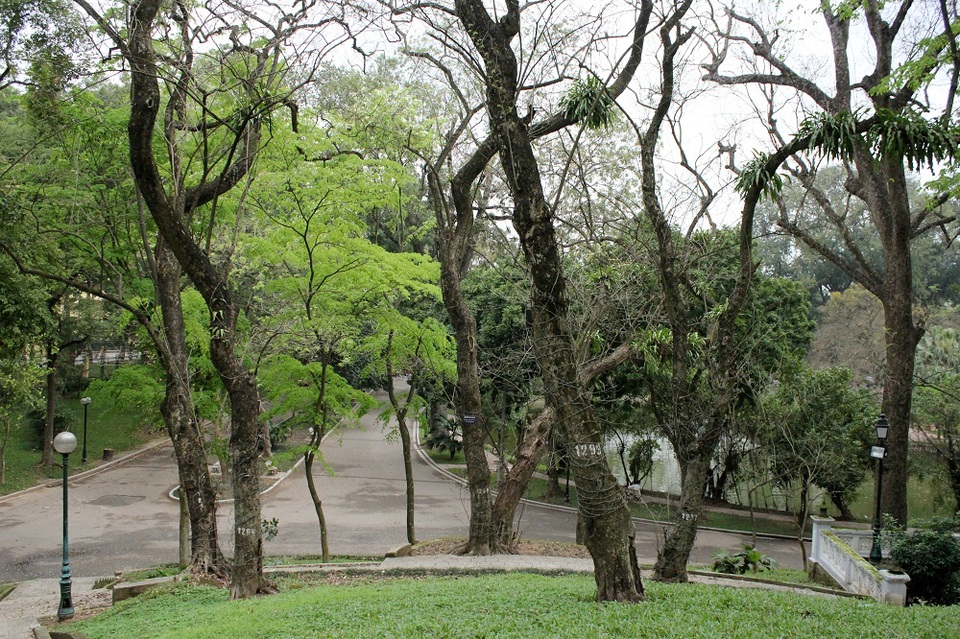 Vườn sưa đỏ bạc tỷ trên núi “triệu đô” ở Hà Nội - 4 Hiện nay tại công viên Bách Thảo có khoảng 40 cây sưa đỏ, trong đó cây có đường kính lớn nhất khoảng 75cm, nhỏ nhất khoảng trên 10cm.
