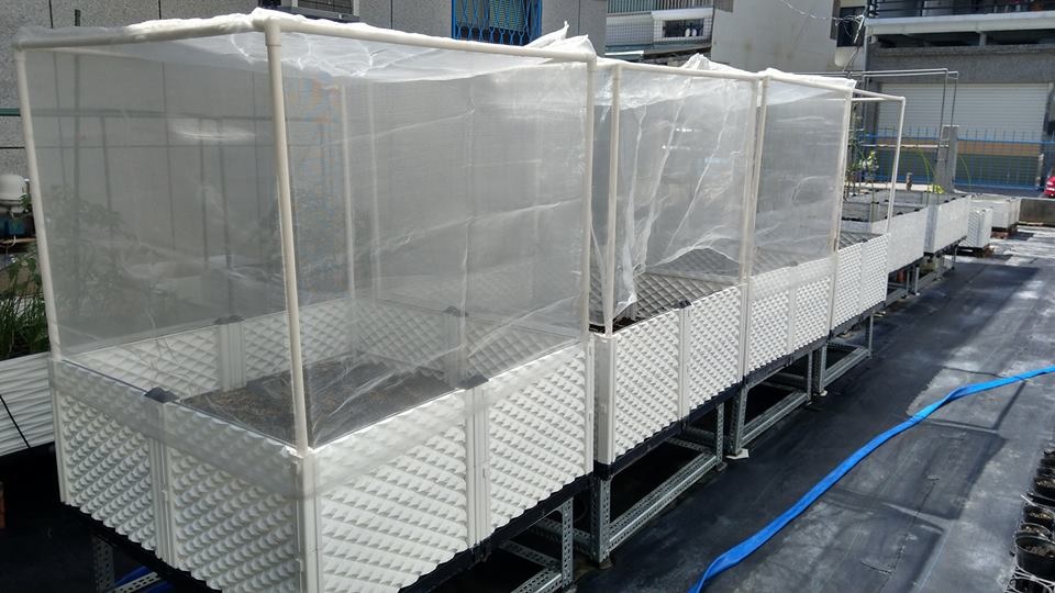 Mê mệt vườn rau 100m2 toàn đặc sản của mẹ Việt ở Đài Loan - 4 Theo đó, đối với các loại rau chị Hương dùng cám gạo, bã đậu nành, trấu hun và phân bò để bón cho cây, đối với cây ăn quả chị ủ đầu cá và cám gạo để cây phát triển tốt nhất. Bên cạnh đó chị Hương trồng cây trong các chậu ghép căng lưới để tránh sâu bệnh và ong châm.