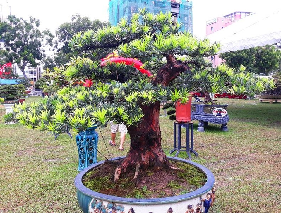 
Vạn niên tùng trị giá gần 1 tỷ.
