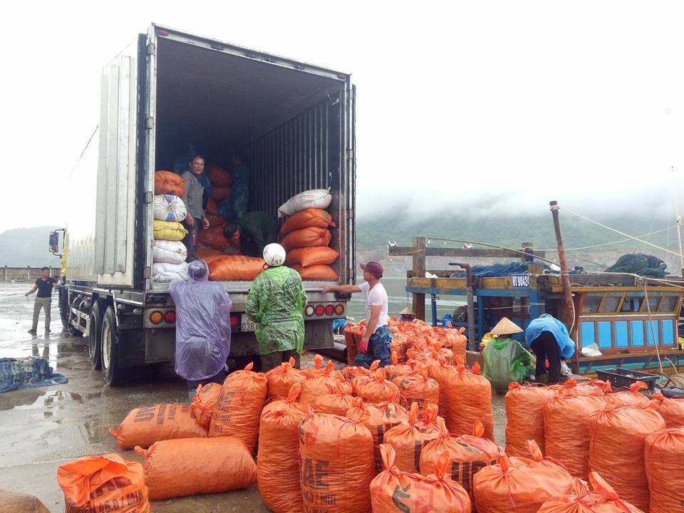 Ngư dân trúng đậm sò lông trước khi bão đổ bộ - 5
Tiểu thương đưa cả xe container đến để thu mua sò lông.