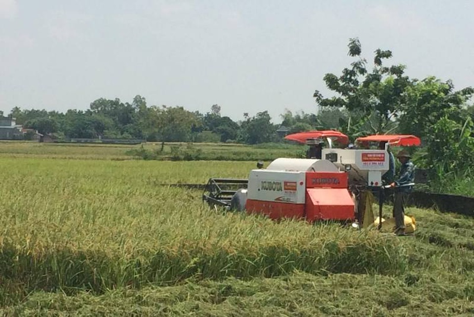 Vùng dự báo tâm bão căng mình đón bão nguy hiểm - 1 Các địa phương tại Thanh Hóa đang bước vào vụ thu hoạch lúa