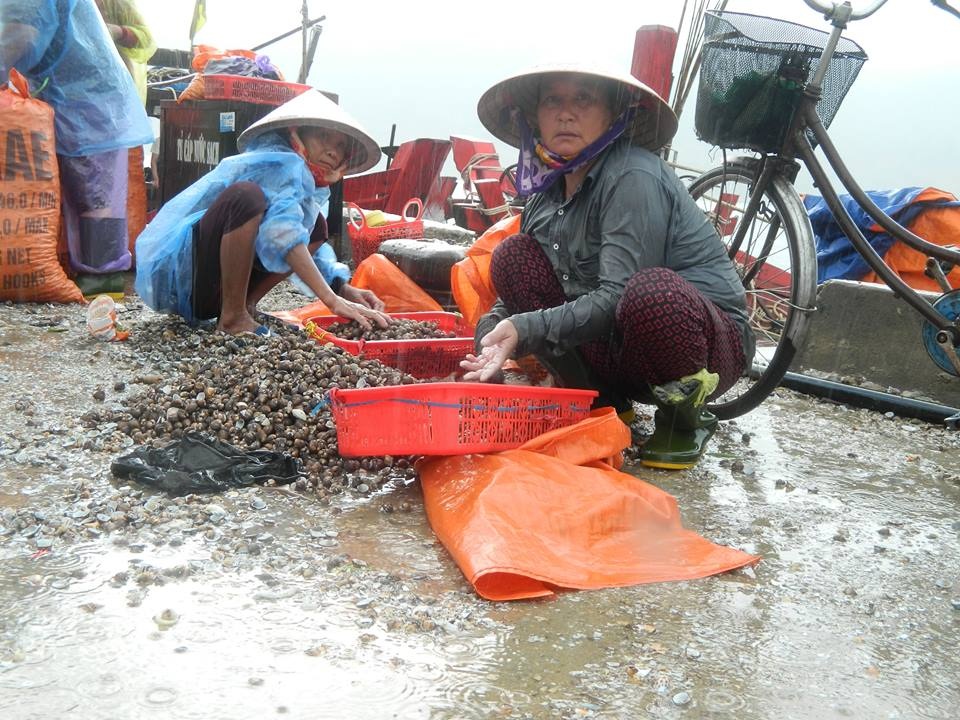 Ngư dân trúng đậm sò lông trước khi bão đổ bộ - 2
Mưa lớn do ảnh hưởng bão, ngư dân vẫn hối hả tranh thủ bán sò lông.