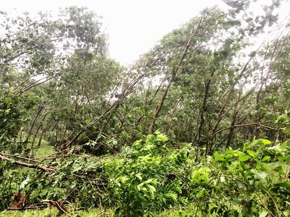 Bắc miền Trung mưa trắng trời, gió giật dữ dội trong bão - 4
Cây cao su đổ tại xã Vĩnh Hòa, Vĩnh Linh