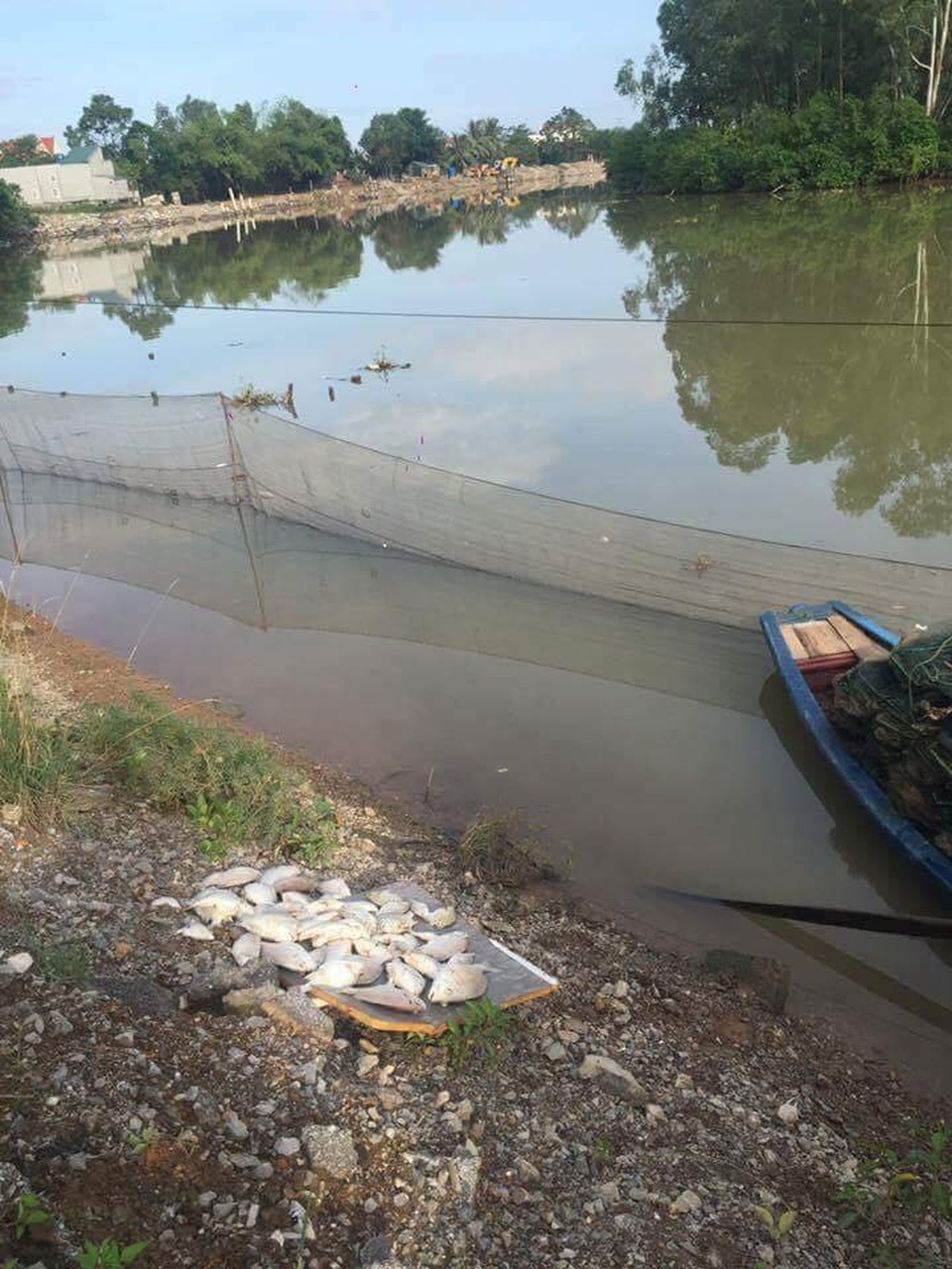 Dân bất an vì cá bỗng nhiên chết hàng loạt trên sông - 4 Dân bất an vì cá bỗng nhiên chết hàng loạt trên sông - 4