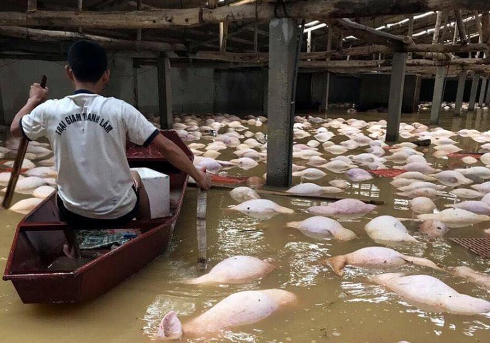 Mưa lũ quá lớn khiến công tác ứng cứu bất thành