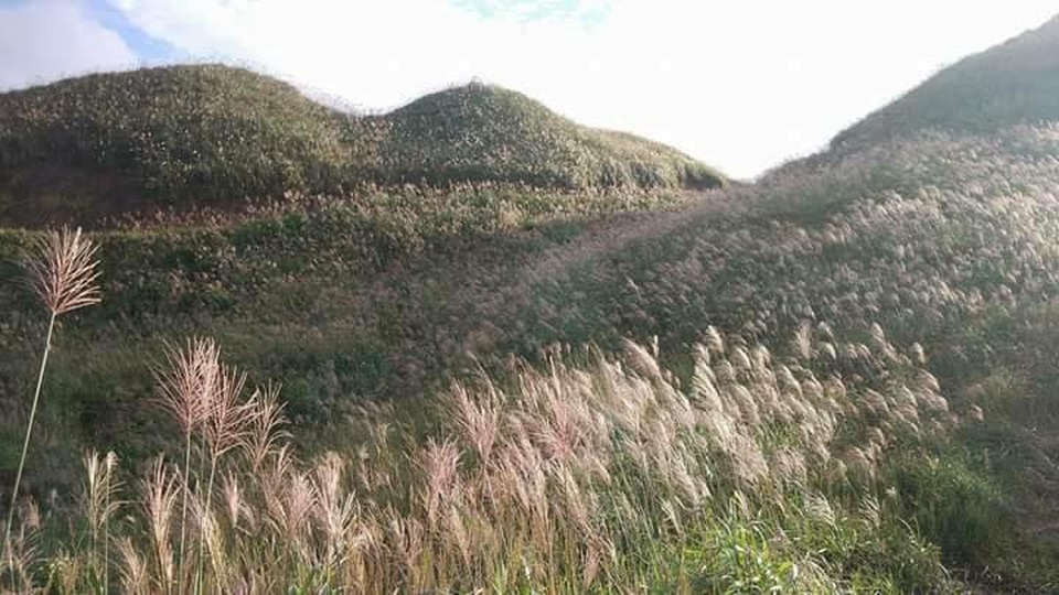 Đến Bình Liêu thời gian này, du khách sẽ không khỏi ngỡ ngàng trước vẻ đẹp thơ mộng của cánh đồng cỏ lau đẹp hiếm có. Cung đường này còn được mệnh danh là “sống lưng khủng long” nhờ sự độc đáo của những con đường mòn trên đỉnh núi, nối các điểm mốc với nhau tạo thành gạch nối như sống lưng của con khủng long thời tiền sử. Ảnh: Tomy Hùng