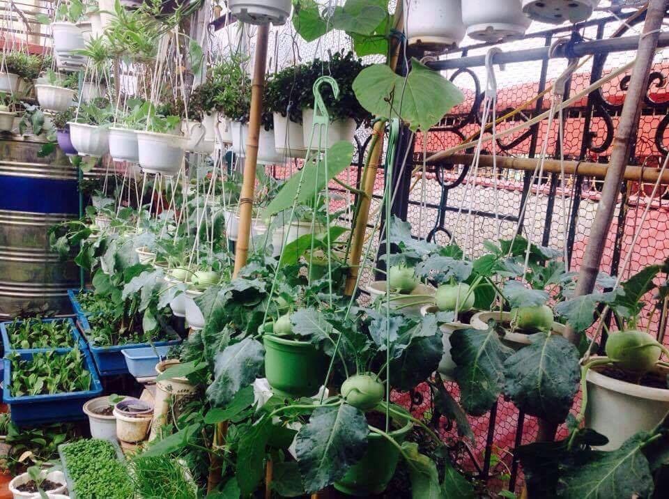 Khu vườn treo trên sân thượng đẹp hiếm có của cô giáo Hà Nội - 4 Theo cô Nga, trồng rau trên sân thượng khó hơn nhiều so với trồng rau dưới mặt đất do sự khác biệt về độ ẩm, nguồn đất, nước… Để khắc phục điều này, cô Nga thường lựa chọn các loại rau theo mùa. Trong đó, cô thiết kế các giàn trên cao trồng các loại cây leo như: bầu, bí, chanh leo… Các loại cây này vừa có tác dụng che nắng nóng mùa hè, vừa có tác dụng giảm bớt cái lạnh của mùa đông, đặc biệt lại khiến cho khu vườn trên cao thêm đẹp, xanh mướt mắt.