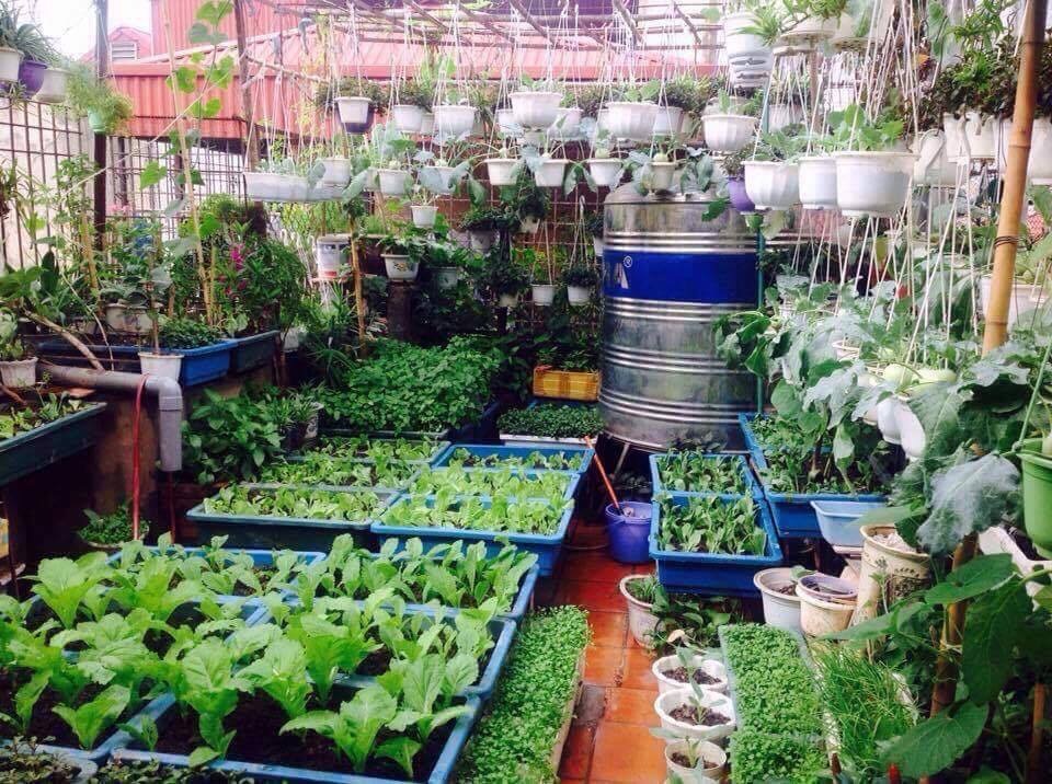 Khu vườn treo trên sân thượng đẹp hiếm có của cô giáo Hà Nội - 1 Cô Bùi Thị Nga (Hà Nội) là một giáo viên về hưu nhưng có tình yêu đặc biệt với cây trái. Chính vì thế, trong suốt nhiều năm qua cô đã dành tâm huyết, công sức thiết kế vườn rau trái rộng khoảng 40m2 ngay trên sân thượng nhà 4 tầng.