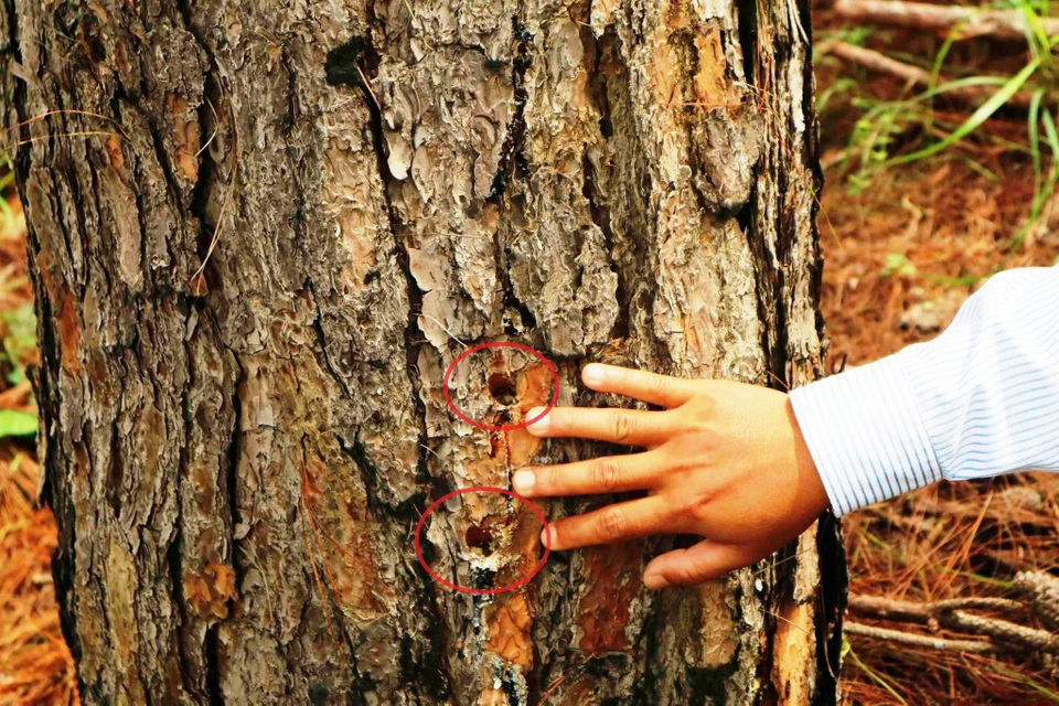 Các đối tượng khoan lỗ trên thân cây rồi bơm thuốc độc vào