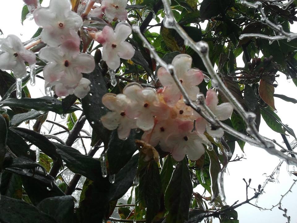 Du khách thích thú với hiện tượng bắng tuyết sớm ở Sapa - 2 Đây được xem là đợt băng giá đầu tiên xuất hiện ở Sapa (Lào Cai) mùa đông năm nay.