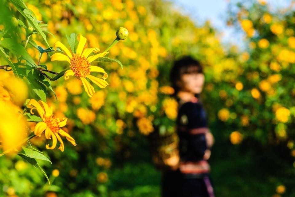 Rực vàng sắc Dã quỳ trên núi lửa Chư Đăng Ya - 8 Hoa Dã quỳ trên núi lửa Chư Đăng Ya