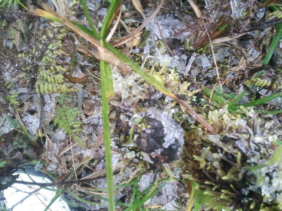 Du khách thích thú với hiện tượng bắng tuyết sớm ở Sapa - 1 Lớp băng bám vào các thảm cỏ, cành cây tạo nên hiện tượng thiên nhiên kỳ thú.