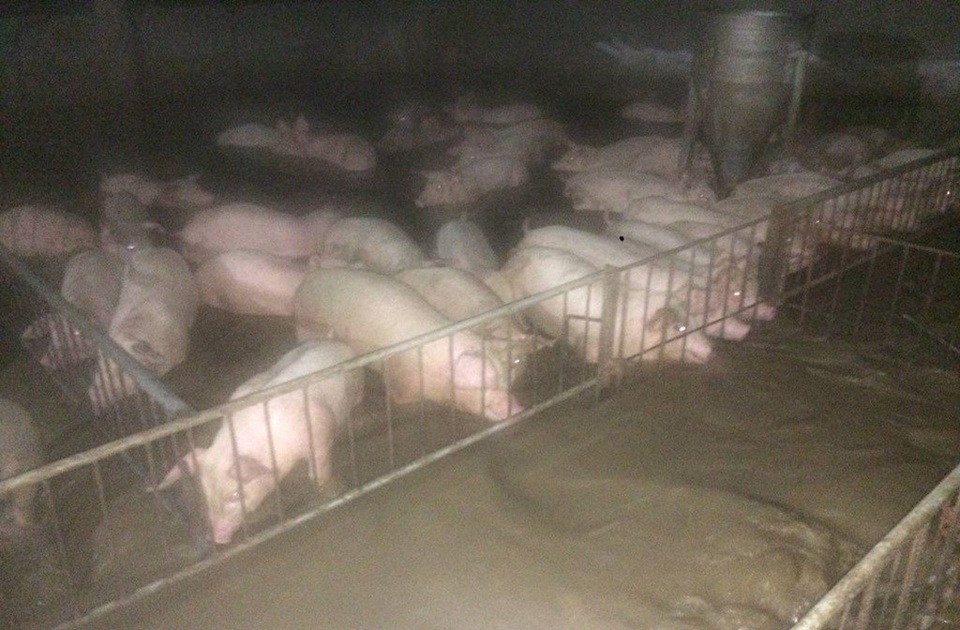 Người phụ nữ chôn chân nhìn hơn 200 con heo bị nước lũ cuốn - 1 Đàn heo của gia đình bà Hường bị nước lũ đe dọa rạng sáng 1/11 (Ảnh: Gia đình cung cấp)