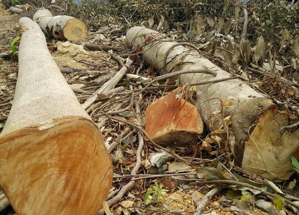 Trên địa bàn xã Cẩm Qúy, huyện Cẩm Thủy có quyết định cải tạo hơn 60 ha rừng nghèo kiệt