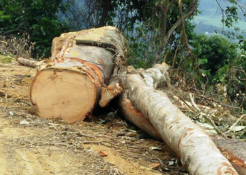 Theo khẳng định của huyện Cẩm Thủy, việc cải tạo rừng nghèo kiệt đã xong trước khi có công văn tạm dừng của tỉnh Thanh Hóa!