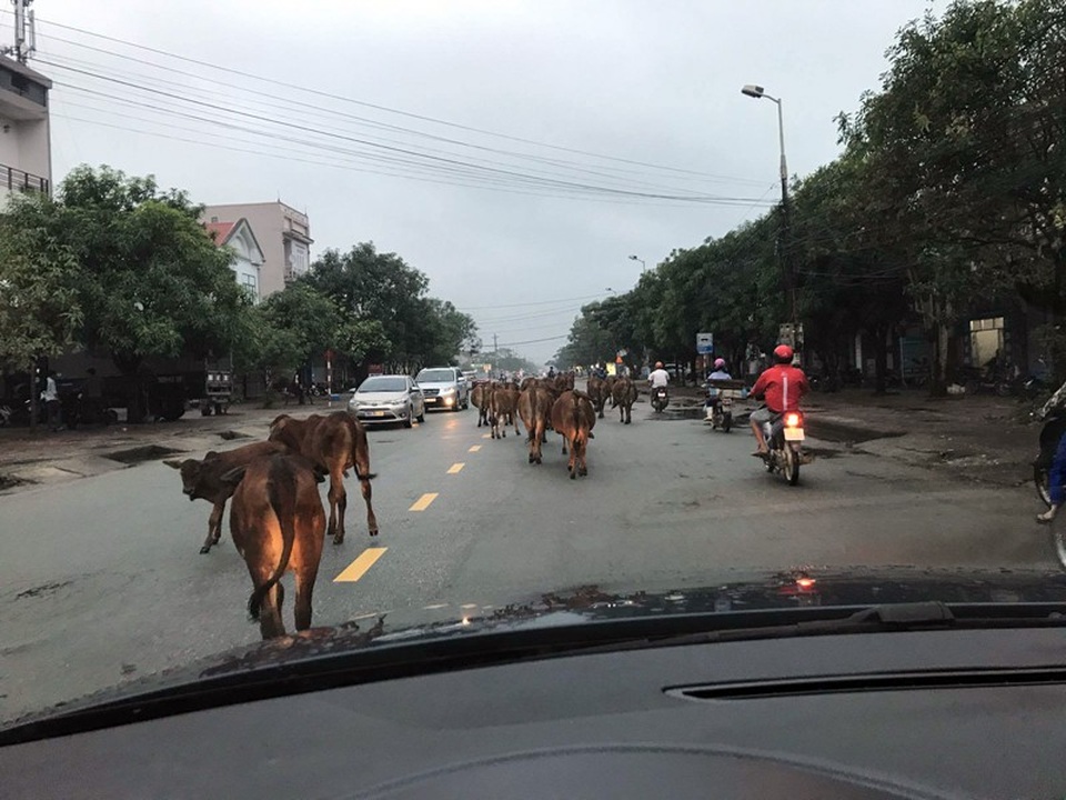 Xử lí vấn nạn bò thả rông: Chỉ thị của lãnh đạo tỉnh chưa đủ mạnh? - 6 Hàng chục, cao điểm có thể lên tới cả trăm con bò của người dân phường Thạch Quý, TP Hà Tĩnh khiến người dân tham gia giao thông quá khiếp sợ.