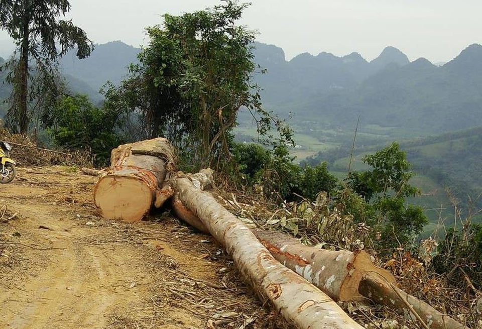 Dự án cải tạo rừng nghèo kiệt: Có công văn tạm dừng thì... rừng đã kiệt! - 6 Thậm chí có cây đường kính gần 1m