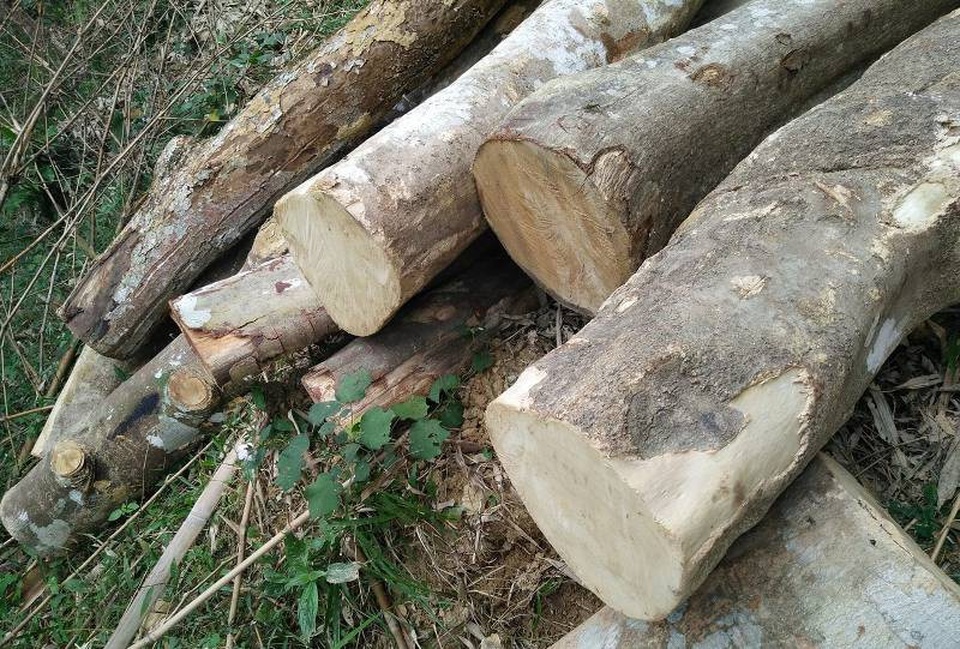 Dự án cải tạo rừng nghèo kiệt: Có công văn tạm dừng thì... rừng đã kiệt! - 4 Gỗ được cắt thành khúc