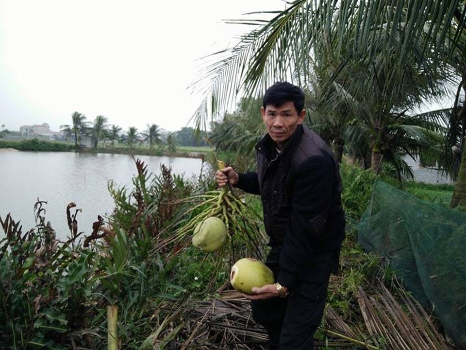 Thanh Hóa: Vô cớ bị gây sự, hủy hoại tài sản! - 1 Ngoài gần 20 cây chuối bị chặt phá hết, ông Đa còn phá hoại những cây dừa mà gia đình ông Thế Anh đã trồng cả chục năm
