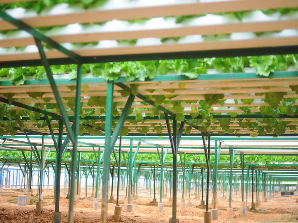 Những lão nông đổi đời nhờ mê rau công nghệ cao - 2 Khác với phương pháp canh tác truyền thống, những vườn rau công nghệ cao giờ đã thành “đặc sản” tại Lâm Đồng.