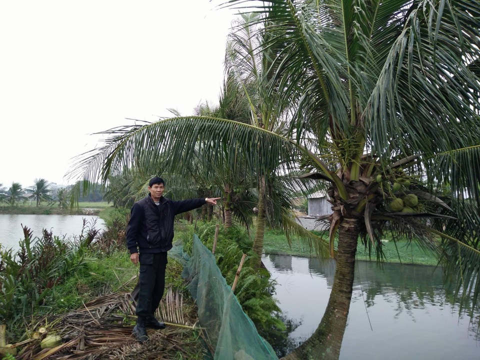 Thanh Hóa: Vô cớ bị gây sự, hủy hoại tài sản! - 2 Cho rằng đất của nhà mình thế nhưng 17 năm qua, ông Thế Anh trồng dừa mà ông Đa không có ý kiến gì