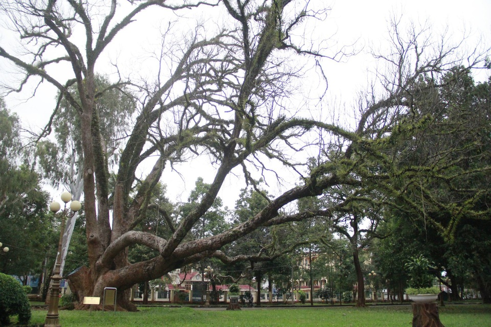 Cây di sản gần 100 năm tuổi chết khô vì bệnh