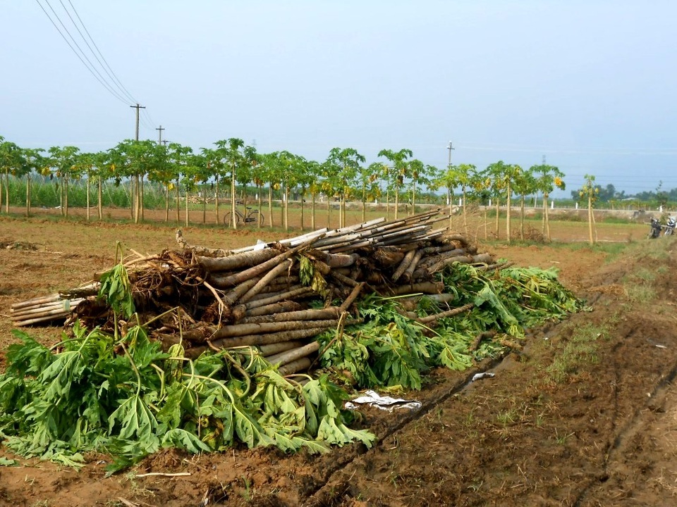 Đu đủ của bà con nông dân thôn Bàu Tròn, xã Đại An, huyện Đại Lộc, Quảng Nam bị hư hại nặng