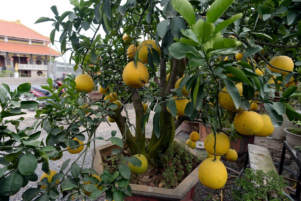 Mỗi cây bưởi Diễn có khoảng 40-50 trái, nhà vườn phải nhập từ tháng chạp để kịp hàng và có bưởi đẹp. Theo ông Hai, ở miền Nam cũng có thể trồng nhưng không thể cho ra bưởi đẹp và chất lượng như cây bưởi nhập từ miền Bắc.