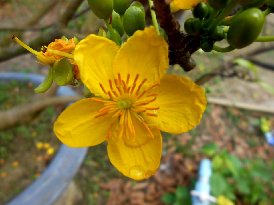 Quảng Nam: “Hốt bạc” từ dịch vụ cho thuê mai chơi Tết - 3 200 gốc thanh mai quý, hoa 5 cánh rực sắc trong vườn nhà ông Dũng