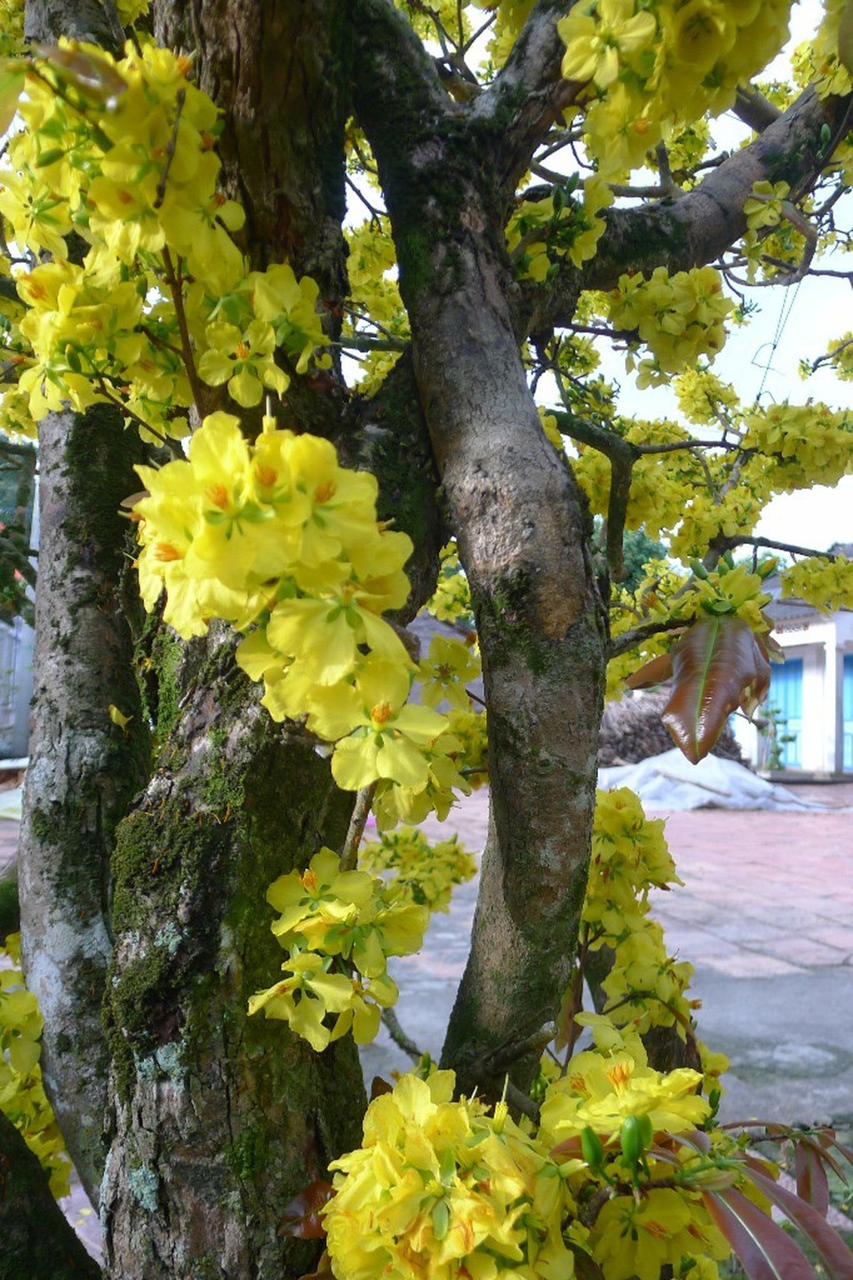 Trầm trồ trước “lão mai” gần 100 tuổi… cuồn cuộn nở hoa từ thân - 3