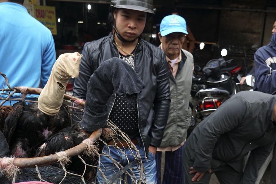 Sống chậm ở phiên chợ gà chọi Hà Nội ngày 30 Tết - 5
Nhiều con gà chọi bị bịt đầu để tránh đánh nhau trong lồng.