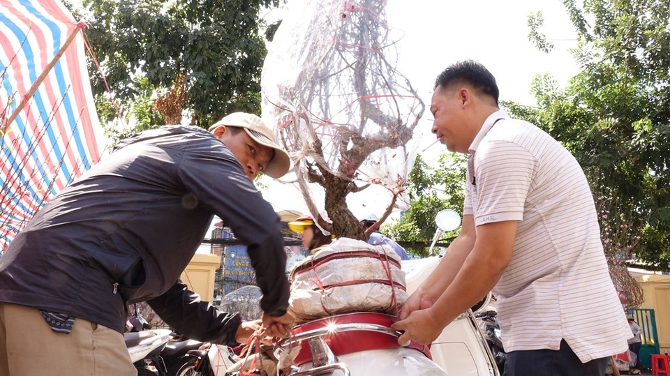 Đào Nhật Tân ở TPHCM "bán đổ bán tháo" ngày cuối năm - 3
Một chủ vườn vừa bán gốc đào với giá 300 ngàn.
