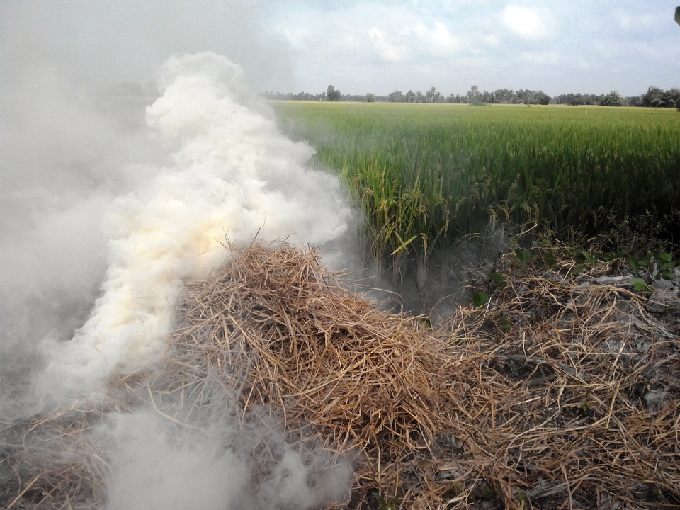 Về miền Tây đừng quên thưởng thức cá lóc đồng nướng rơm - 3 Đợi rơm cháy hết là cá sẽ chín