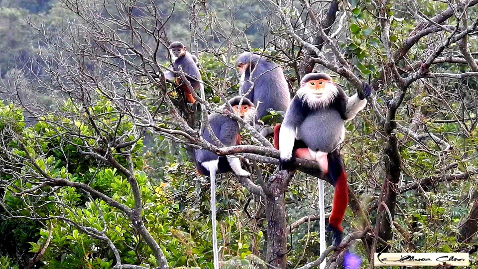 Lên núi Sơn Trà, ngắm loài linh trưởng quý hiếm có nguy cơ tuyệt chủng - 1